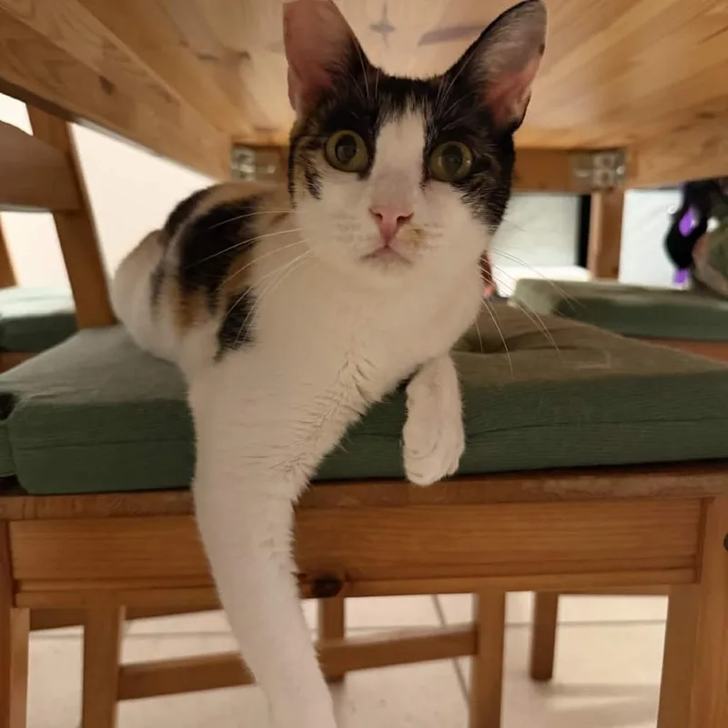 An adult medium-sized female White Domestic Short Hair cat named Tiny for adoption in San Diego, CA
