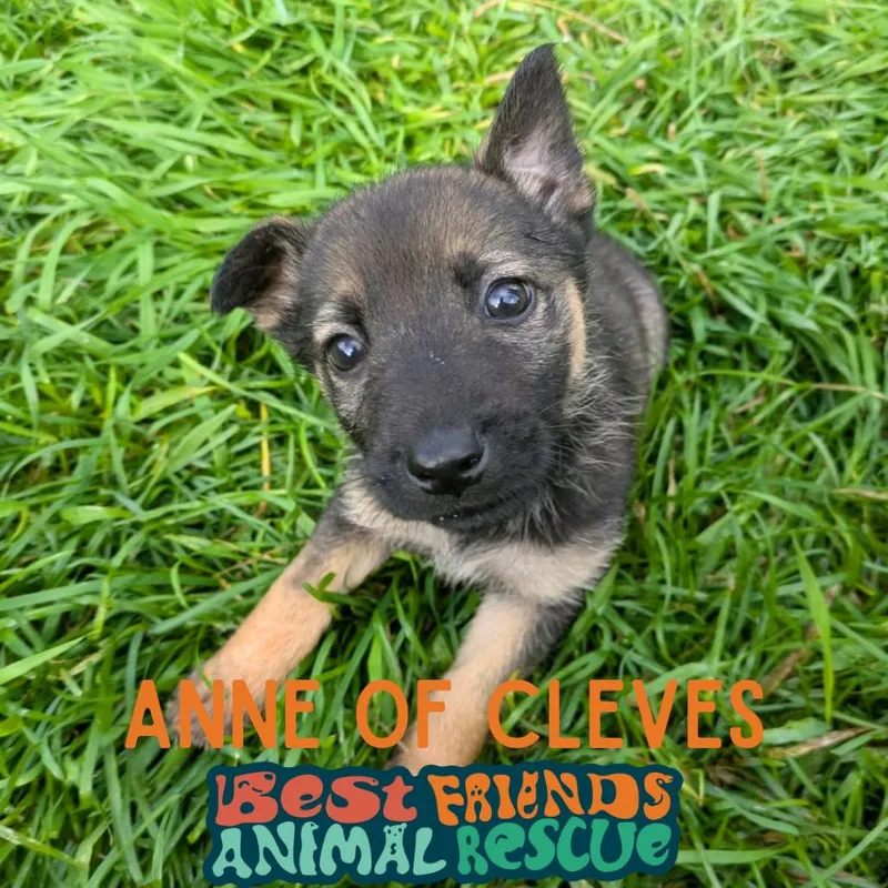 Anne of Cleves