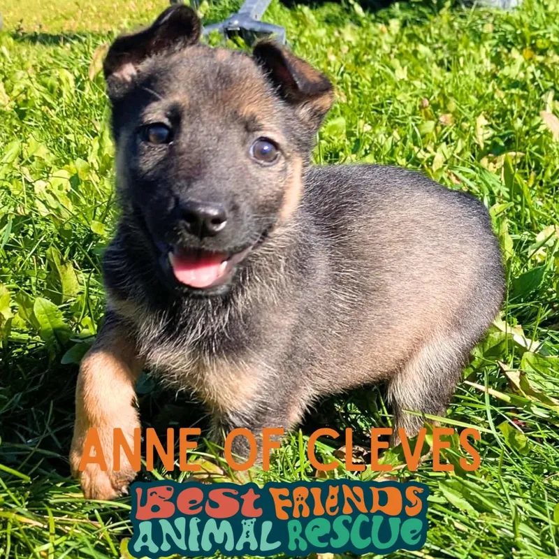 Anne of Cleves thumbnail 3