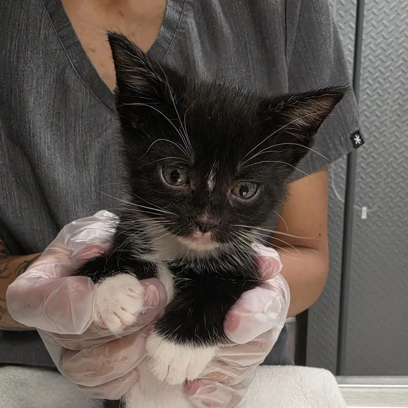 A baby small-sized male Black Domestic Short Hair cat named Jupiter for adoption in Newark, NJ