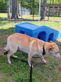 A young medium-sized female Carolina Dog dog named Blizzard for adoption in Conway, SC