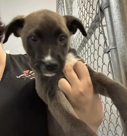 A baby medium-sized male Labrador Retriever dog named Bobby for adoption in Washington, DC