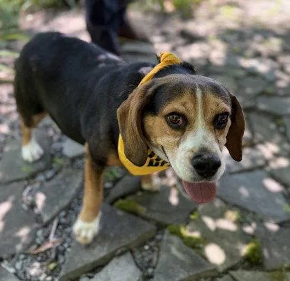 An adult medium-sized male Beagle dog named Fat Albert for adoption in Midland, VA