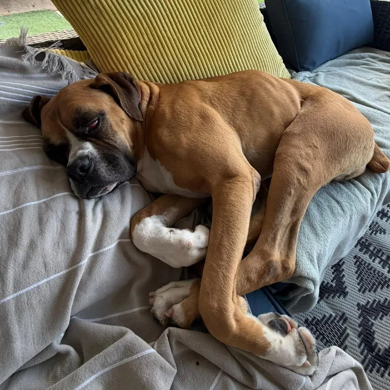 An adult large-sized male Boxer dog named Emmet for adoption in McMinnville, OR
