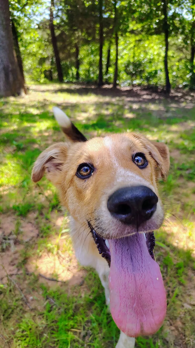 A young medium-sized male Apricot / Beige Collie dog named Hakoda for adoption in Oklahoma City, OK