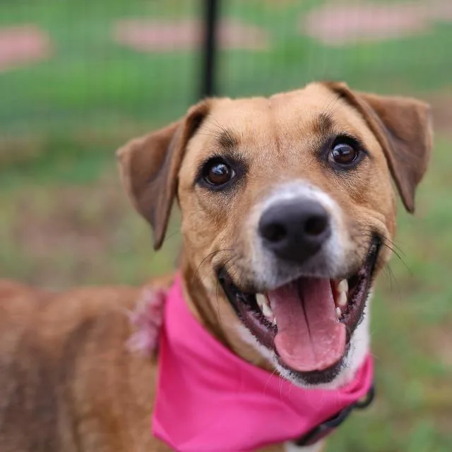 A young large-sized female Apricot / Beige Labrador Retriever dog named Becky for adoption in Hagerstown, MD