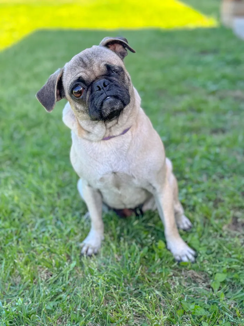 An adult medium-sized female Pug dog named Raspberry for adoption in Helotes, TX