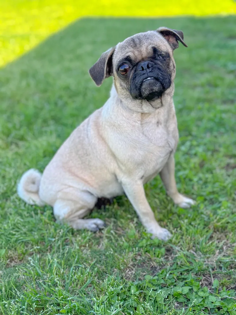 Raspberry thumbnail 3