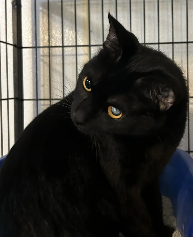An adult medium-sized female Black Domestic Short Hair cat named Bella for adoption in Baldwin, MI