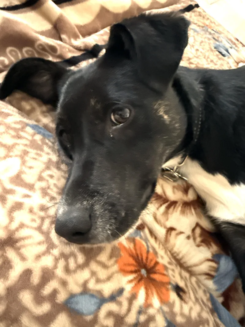 A baby medium-sized male Black Border Collie dog named Buzz for adoption in Plainfield, IL