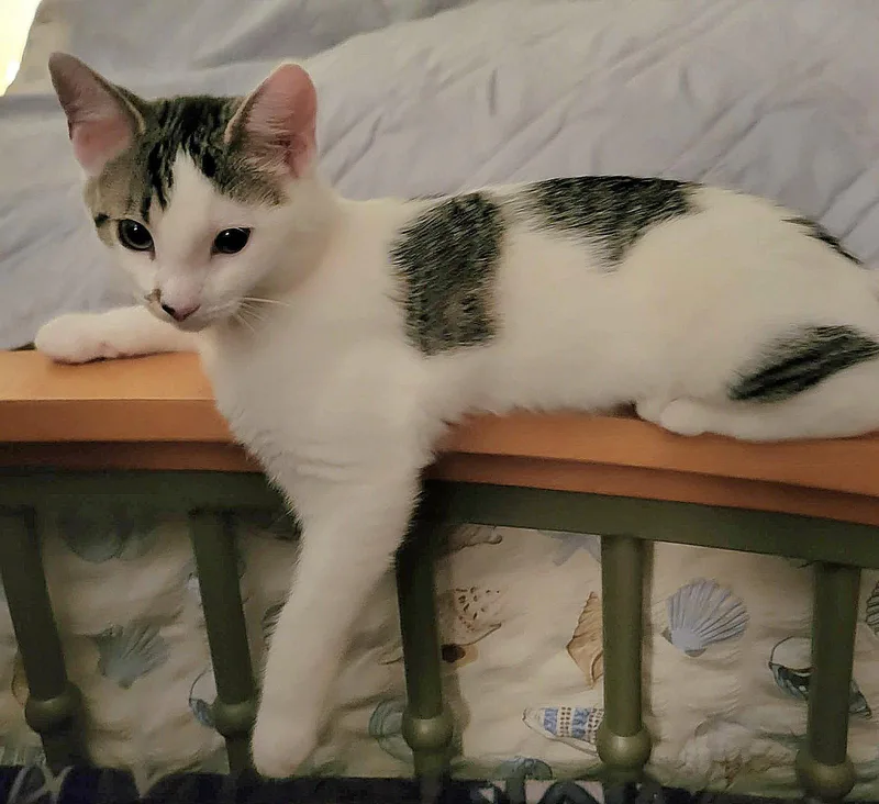 A young medium-sized female Domestic Short Hair cat named Jacqueline for adoption in Whitehall, PA