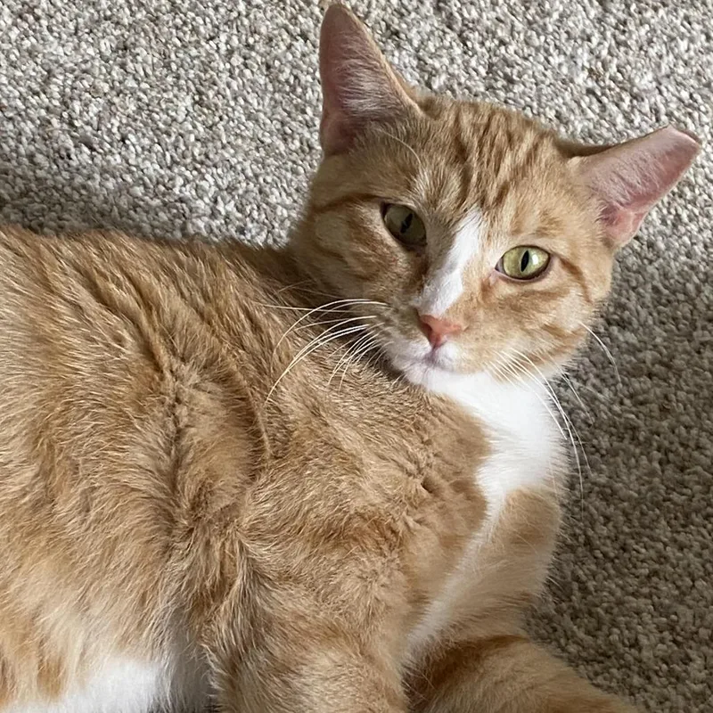 An adult small-sized female Domestic Short Hair cat named Cheri for adoption in Tulsa, OK