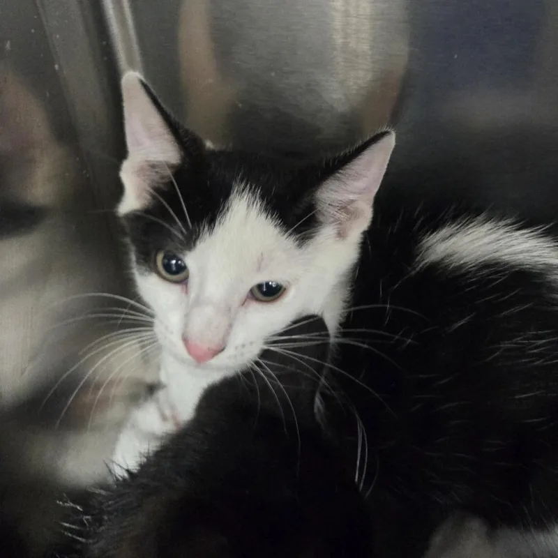 A baby small-sized male White Domestic Short Hair cat named Tin Tin for adoption in Lake Panasoffkee, FL