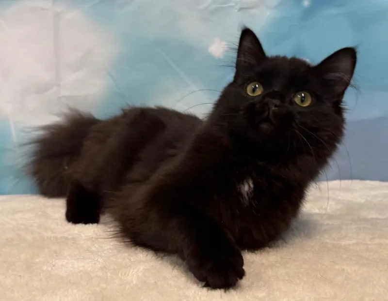 A young medium-sized male Black Domestic Medium Hair cat named Auggie for adoption in Amery, WI