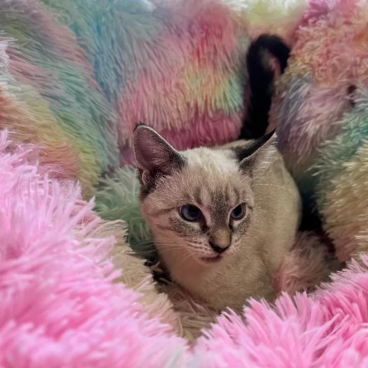 A baby medium-sized female Siamese cat named Lily Rose for adoption in New Port Richey, FL