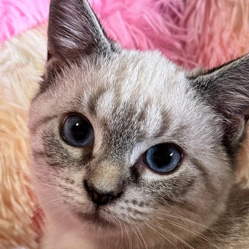 Lily Rose thumbnail 4
