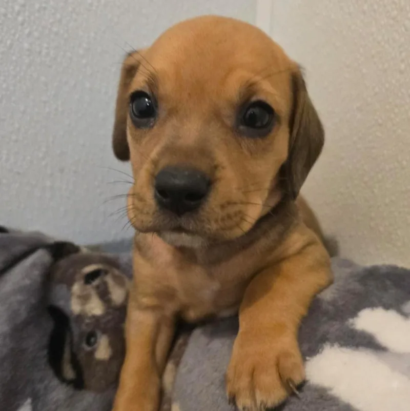 A baby medium-sized female Golden Hound dog named Lula Belle for adoption in Browns Mills, NJ