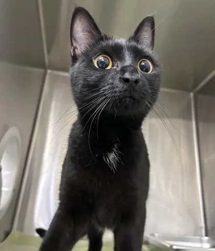 A young medium-sized female Domestic Short Hair cat named Raven for adoption in Cincinnati, OH