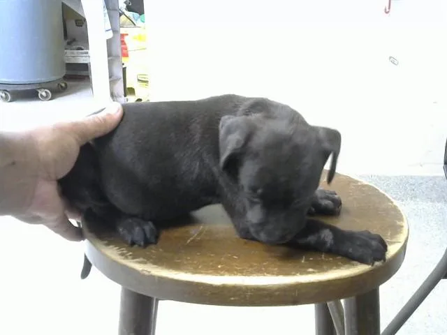 A baby small-sized female Pit Bull Terrier dog named Lori for adoption in Pasadena, TX