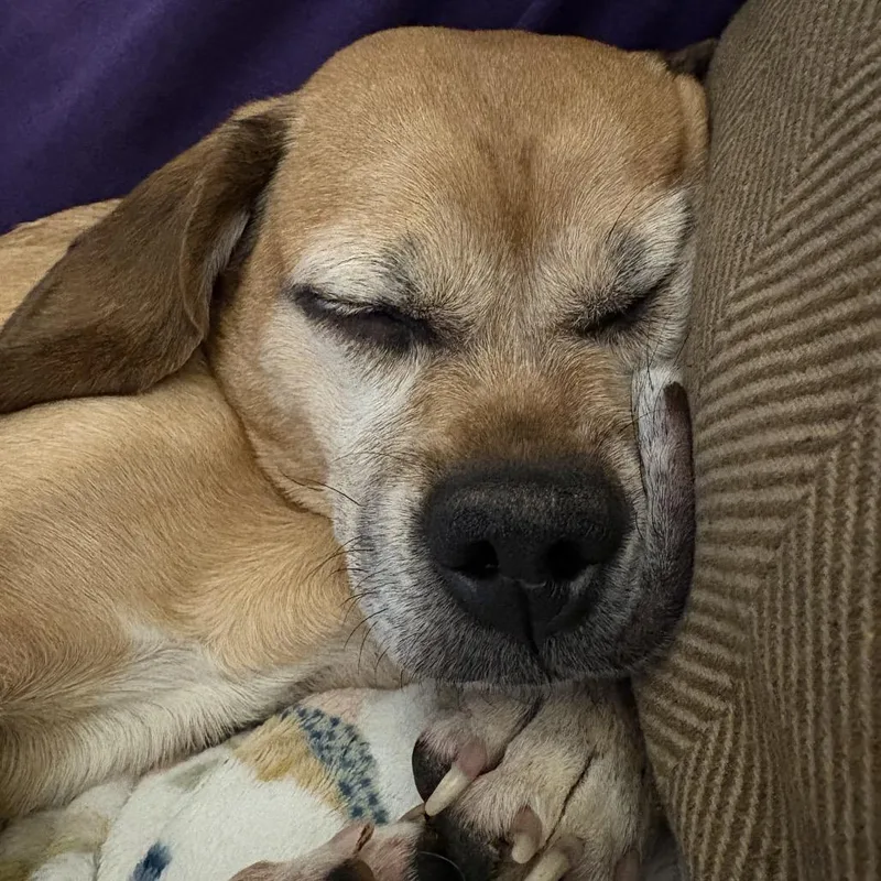 Bumblebee thumbnail 2