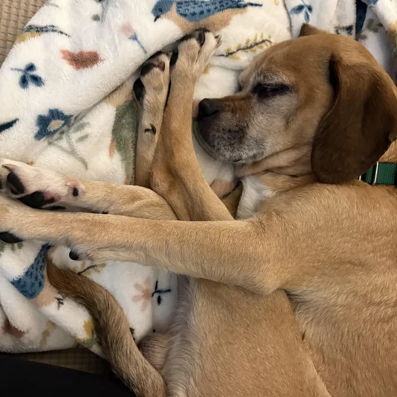 Bumblebee thumbnail 4