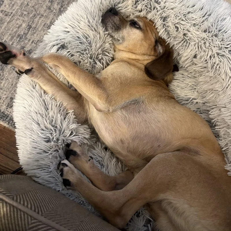 Bumblebee thumbnail 5