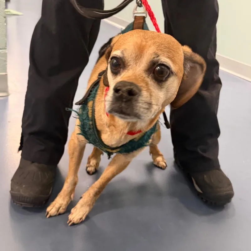 Bumblebee thumbnail 6