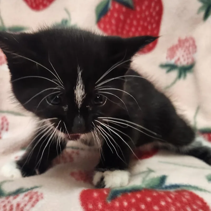A baby small-sized female Black Domestic Short Hair cat named Tootsie for adoption in Brighton, MO