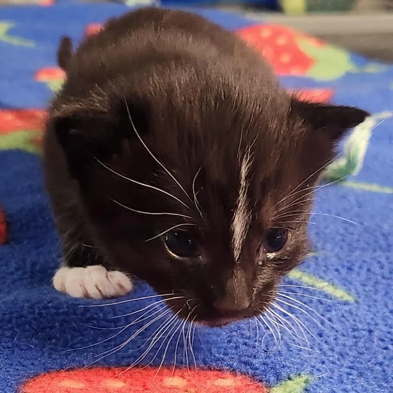 Tootsie thumbnail 2