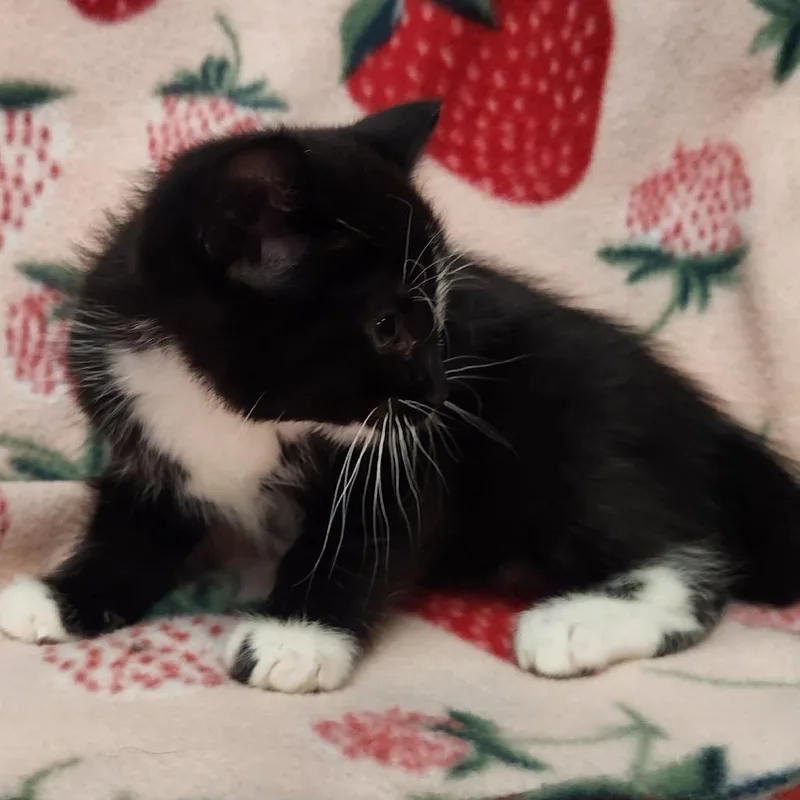 Tootsie thumbnail 3