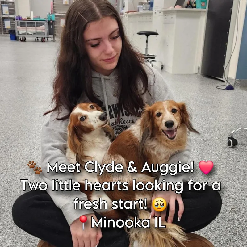 An adult small-sized male Dachshund dog named Clydeand Auggie for adoption in Minooka, IL