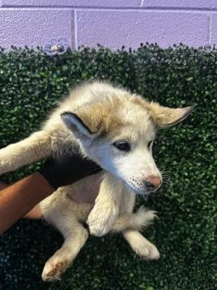 A baby medium-sized female Yellow / Tan / Blond / Fawn Siberian Husky dog named 60844098 for adoption in El Paso, TX