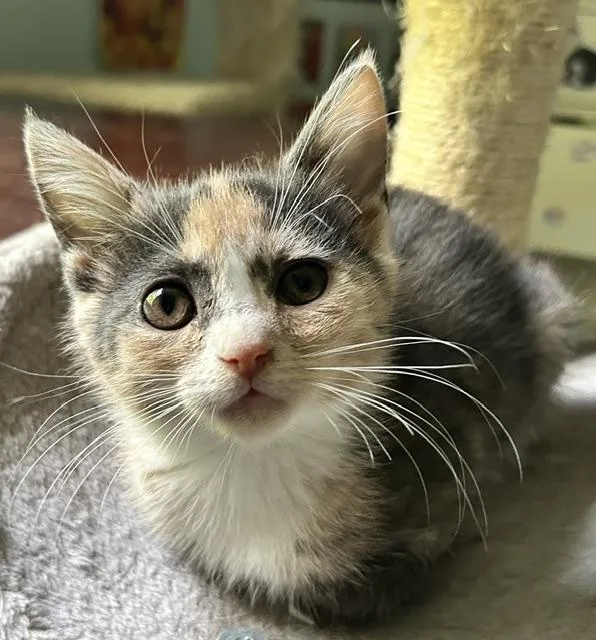 A baby medium-sized female Dilute Calico Domestic Short Hair cat named Sydney for adoption in Reynoldsburg, OH
