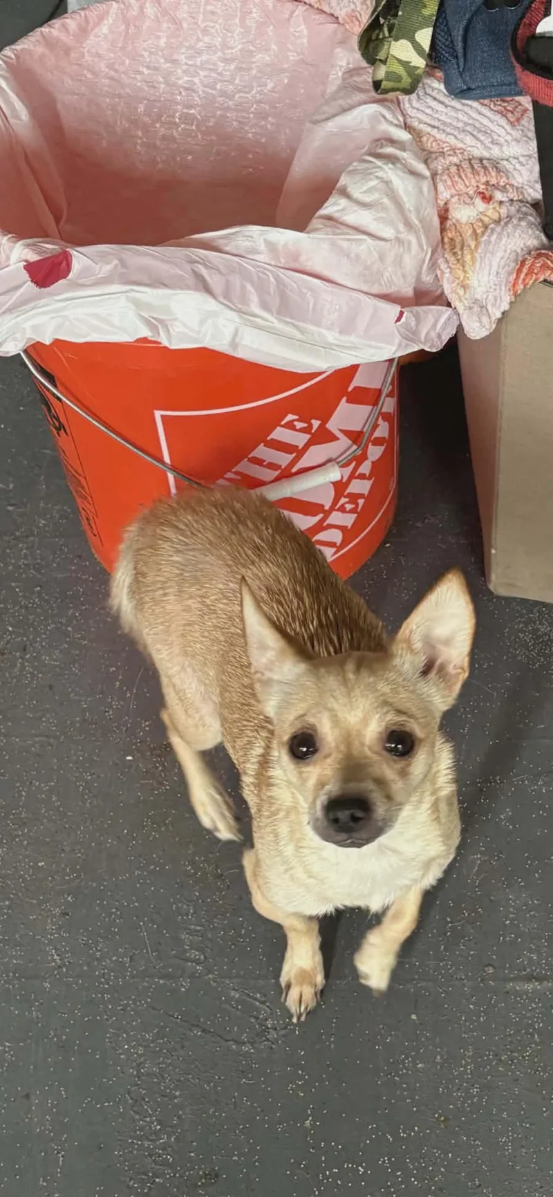 A young small-sized female Yellow / Tan / Blond / Fawn Chihuahua dog named Lemon CakeOwner Passed for adoption in Torrance, CA