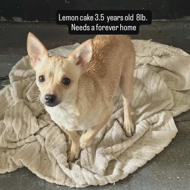 Lemon CakeOwner Passed thumbnail 2