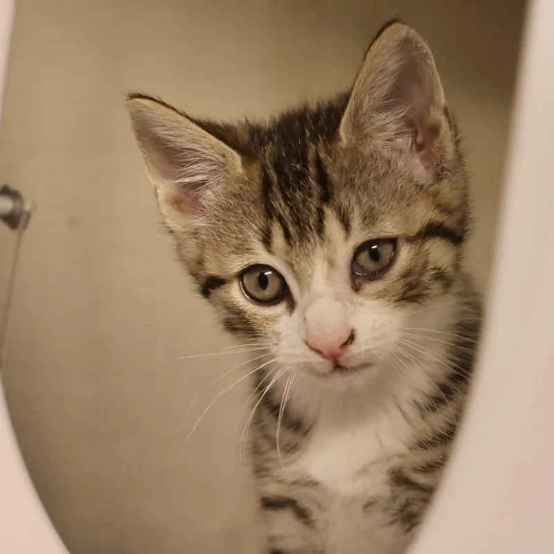 A baby small-sized male Brown / Chocolate Domestic Short Hair cat named Willy for adoption in Briarcliff Manor, NY