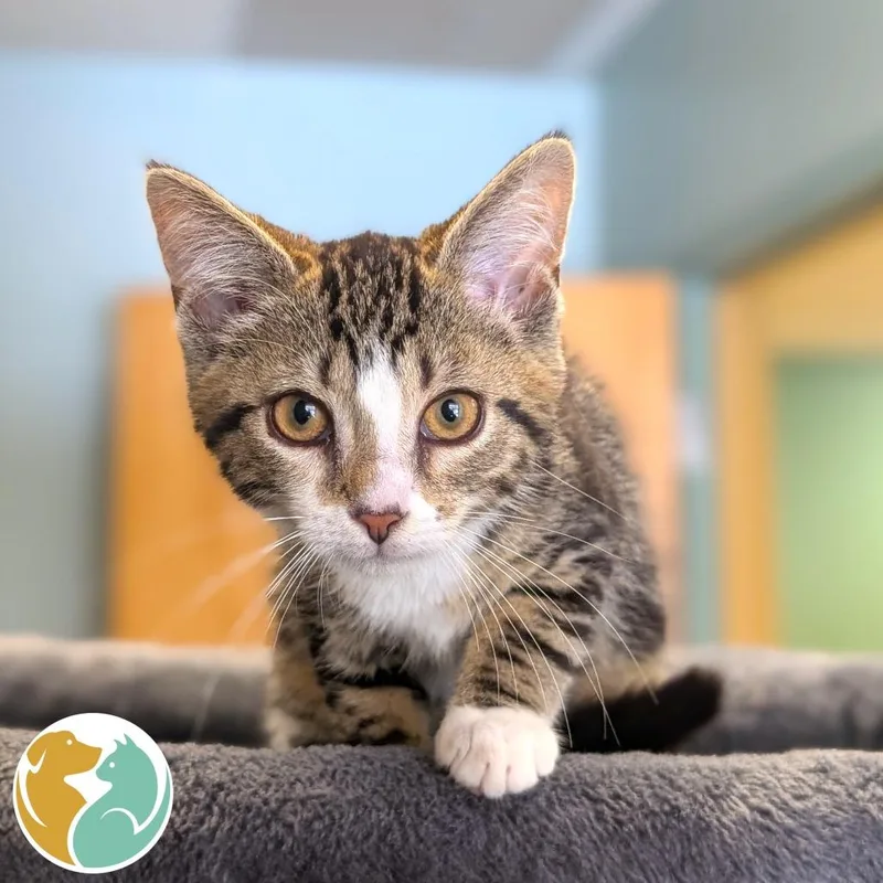 A baby small-sized male Brown / Chocolate Domestic Short Hair cat named Chips for adoption in Toledo, OH