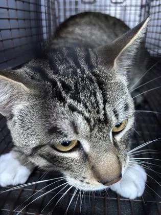 A young large-sized male Domestic Short Hair cat named Boots for adoption in Seattle, WA