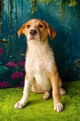 A baby extra large-sized male Australian Shepherd dog named Monty for adoption in North Syracuse, NY