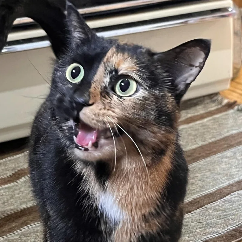 An adult medium-sized female Domestic Short Hair cat named Squirrel C for adoption in Princeton, MN