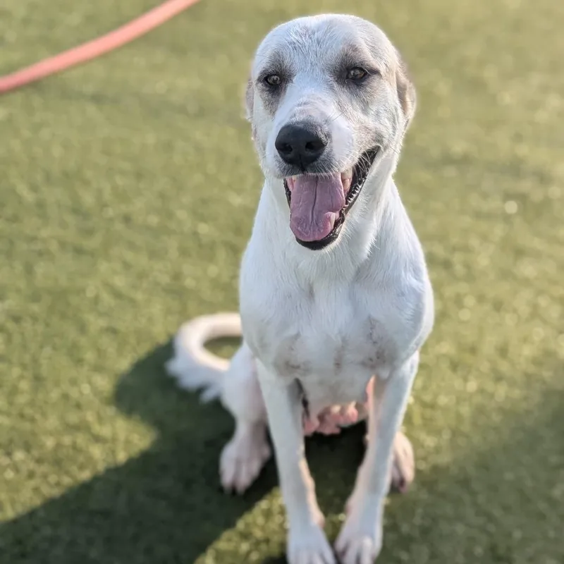 An adult large-sized female White / Cream Great Pyrenees dog named Christie for adoption in Bryan, TX