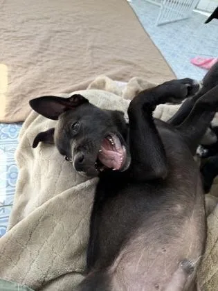 A baby medium-sized male Pit Bull Terrier dog named Toby for adoption in Fort Worth, TX