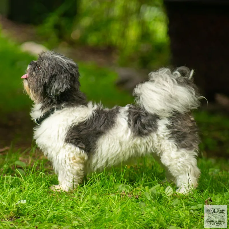 An adult small-sized female Black Shih Tzu dog named Abigail for adoption in Fort Montgomery, NY