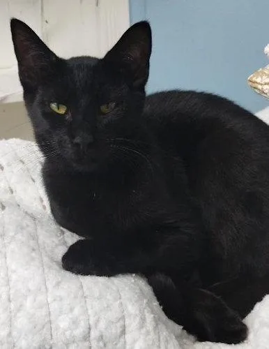 Coal  Psp thumbnail 2