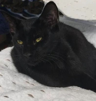 Coal  Psp thumbnail 3