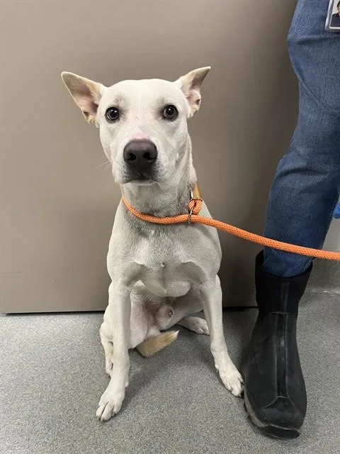 A young large-sized male Pit Bull Terrier dog named Jude for adoption in Ontario, CA