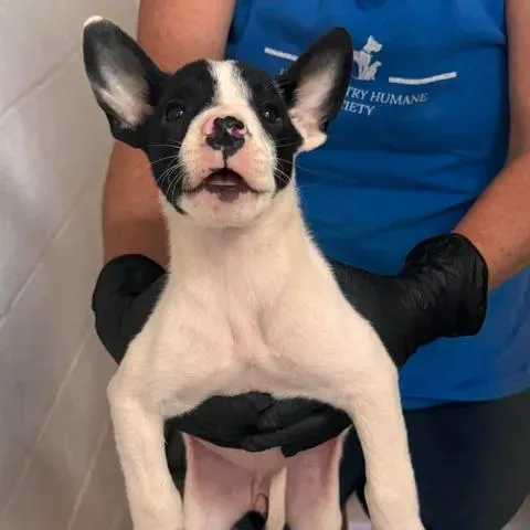 A baby small-sized female White / Cream Labrador Retriever dog named Milk Shake for adoption in Buchanan Dam, TX