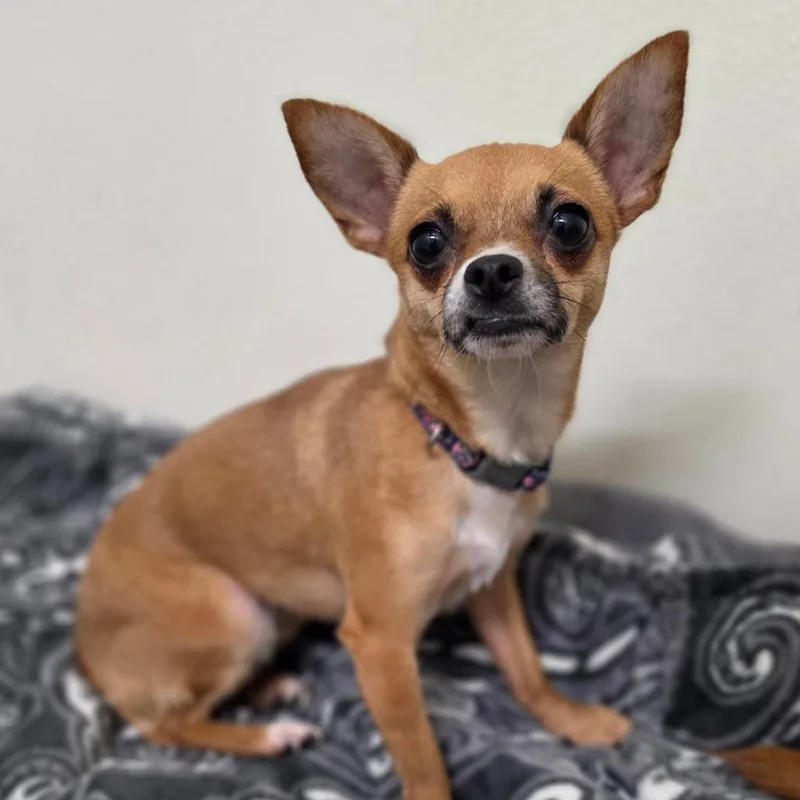 An adult small-sized female Yellow / Tan / Blond / Fawn Chihuahua dog named Luna Chino Hills for adoption in Chino Hills, CA