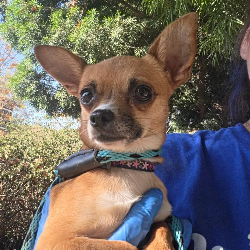 Luna  Chino Hills thumbnail 2
