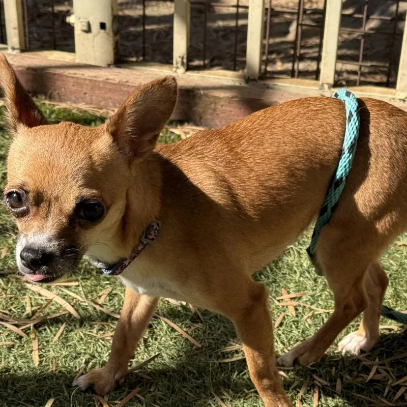 Luna  Chino Hills thumbnail 4